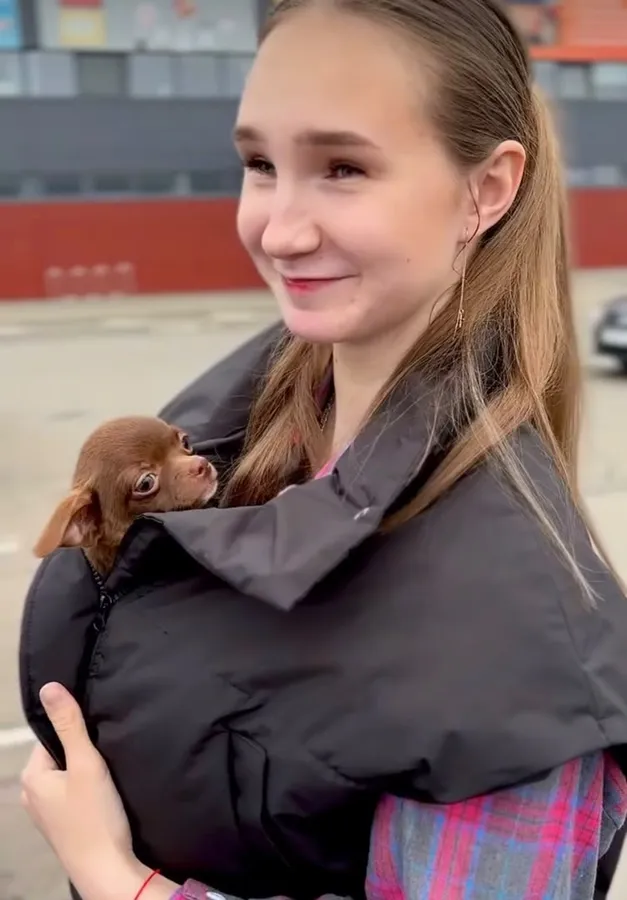 A young woman carrying a chocolate chihuahua puppy inside her jacket