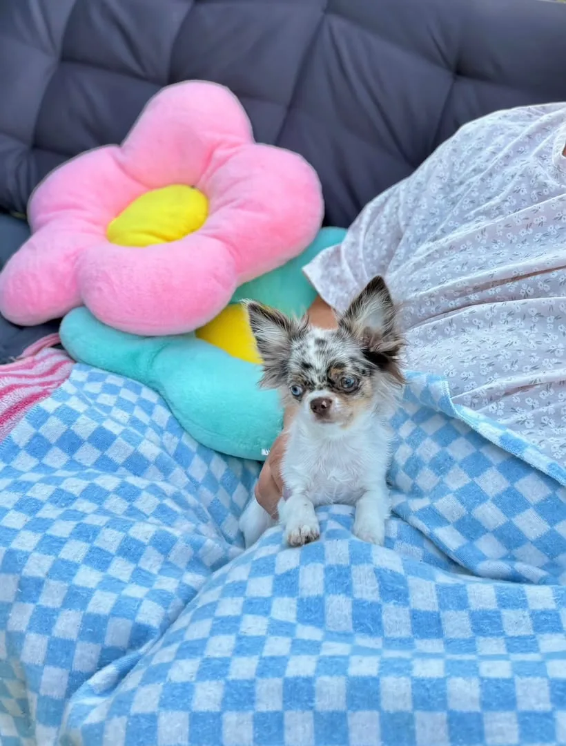 Amélia, a long haired chihuahua puppy