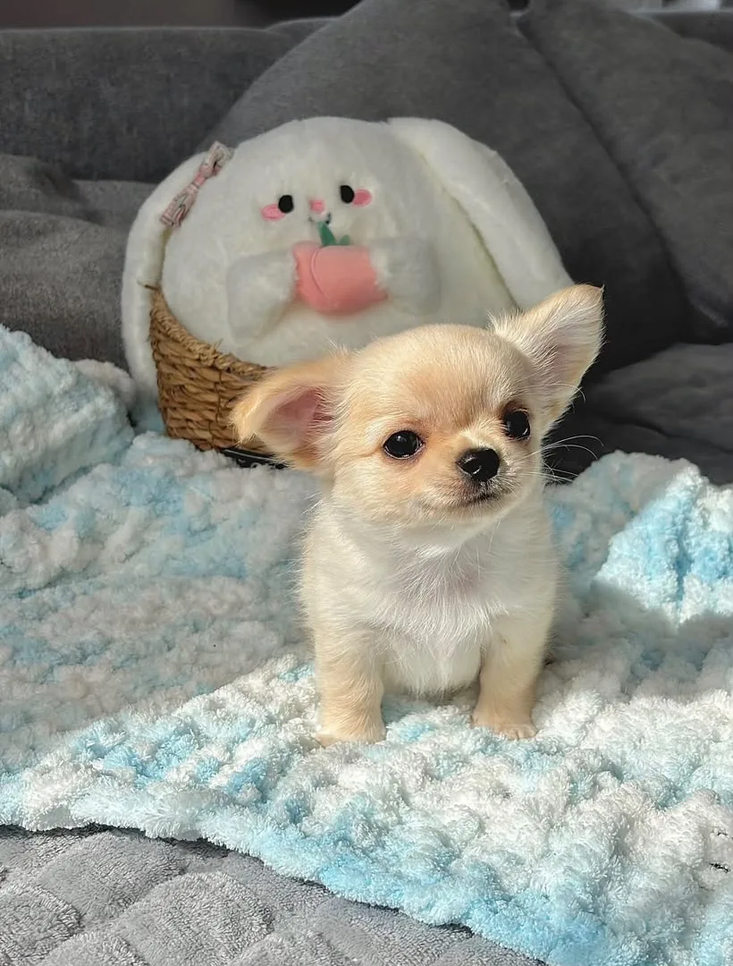 Denzel, a long haired chihuahua puppy