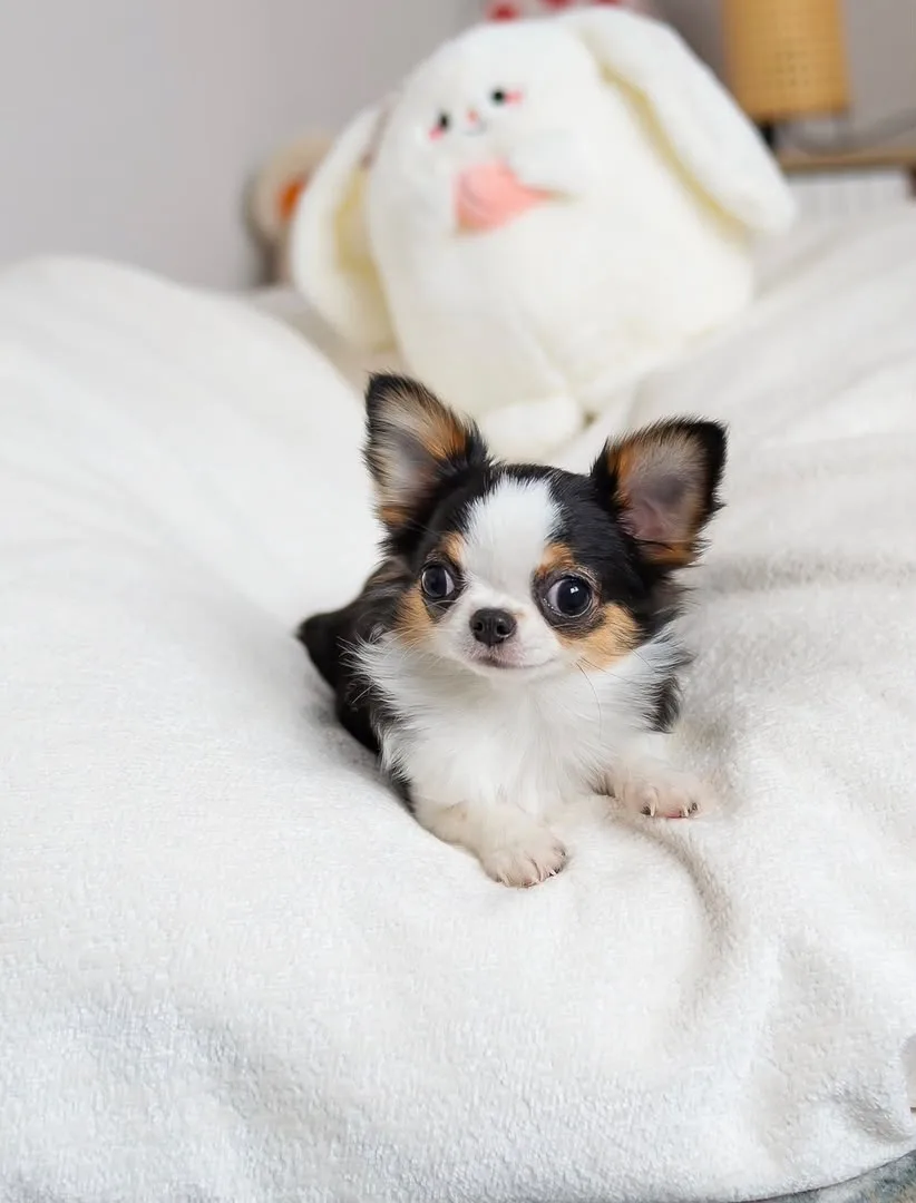 Holly, a long haired chihuahua puppy