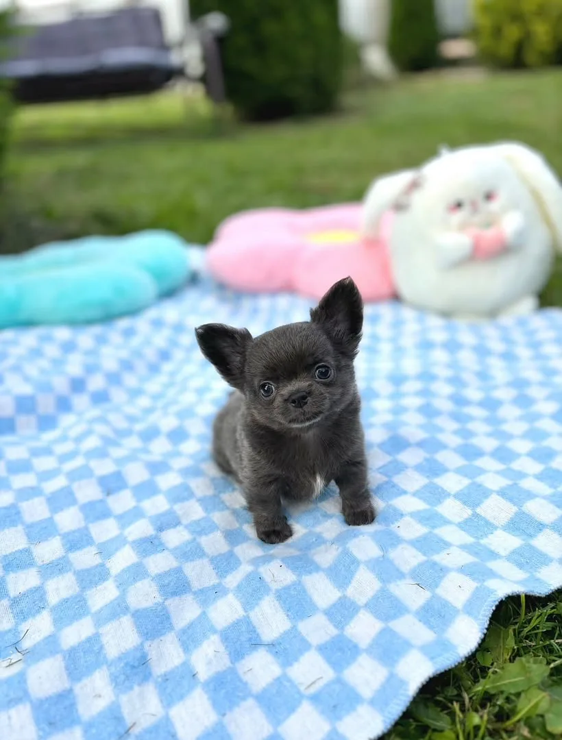 Irvin, a short haired chihuahua puppy