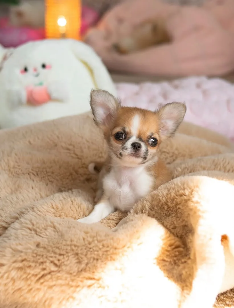 Jack, a long haired chihuahua puppy
