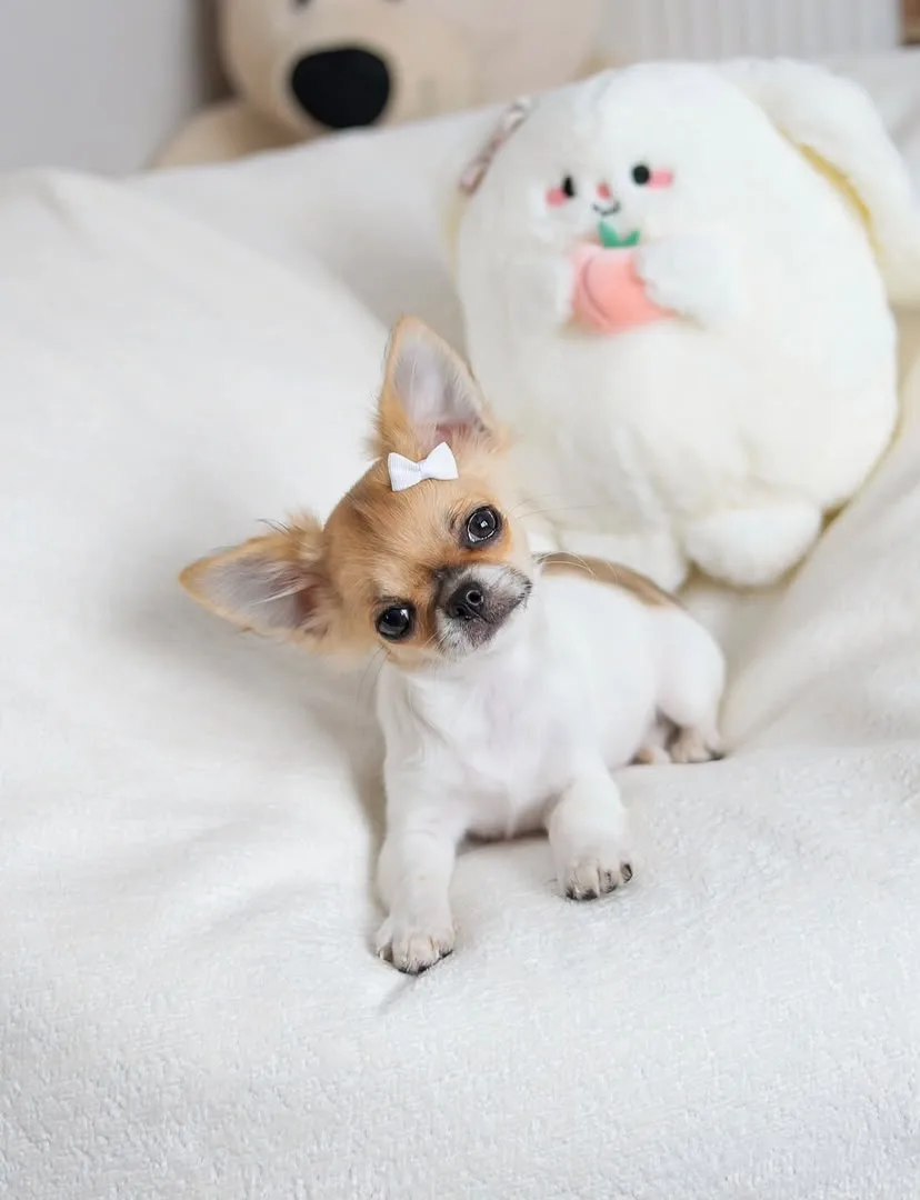 Lola, a short haired chihuahua puppy