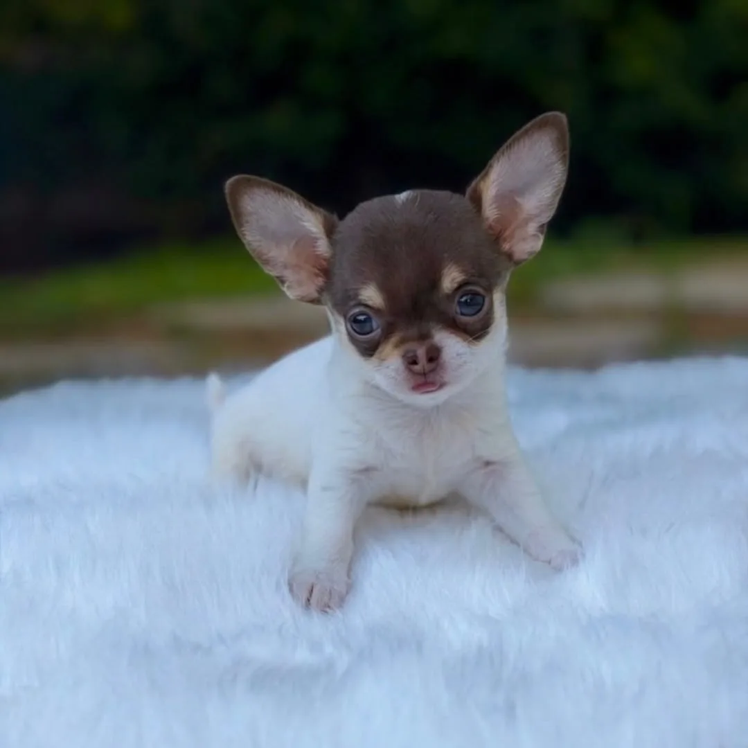 Ryan, a chocolate and white chihuahua puppy