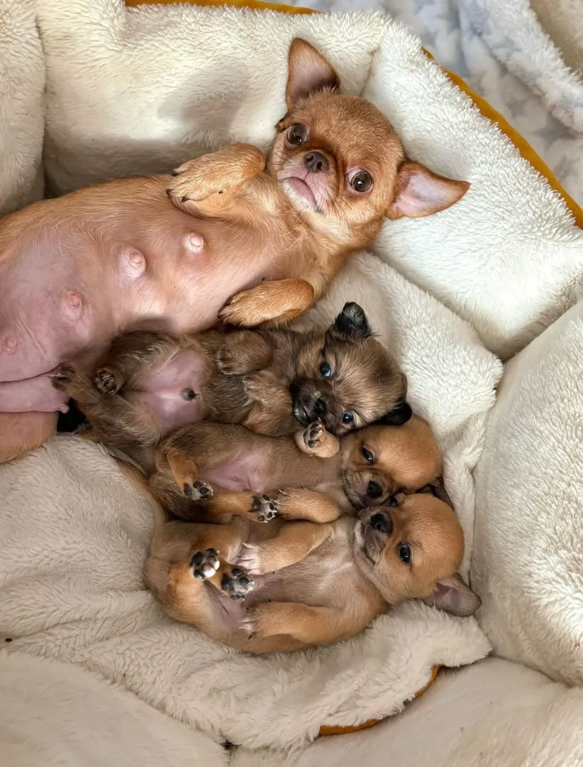A chihuahua mother nursing her litter in a soft bed at home