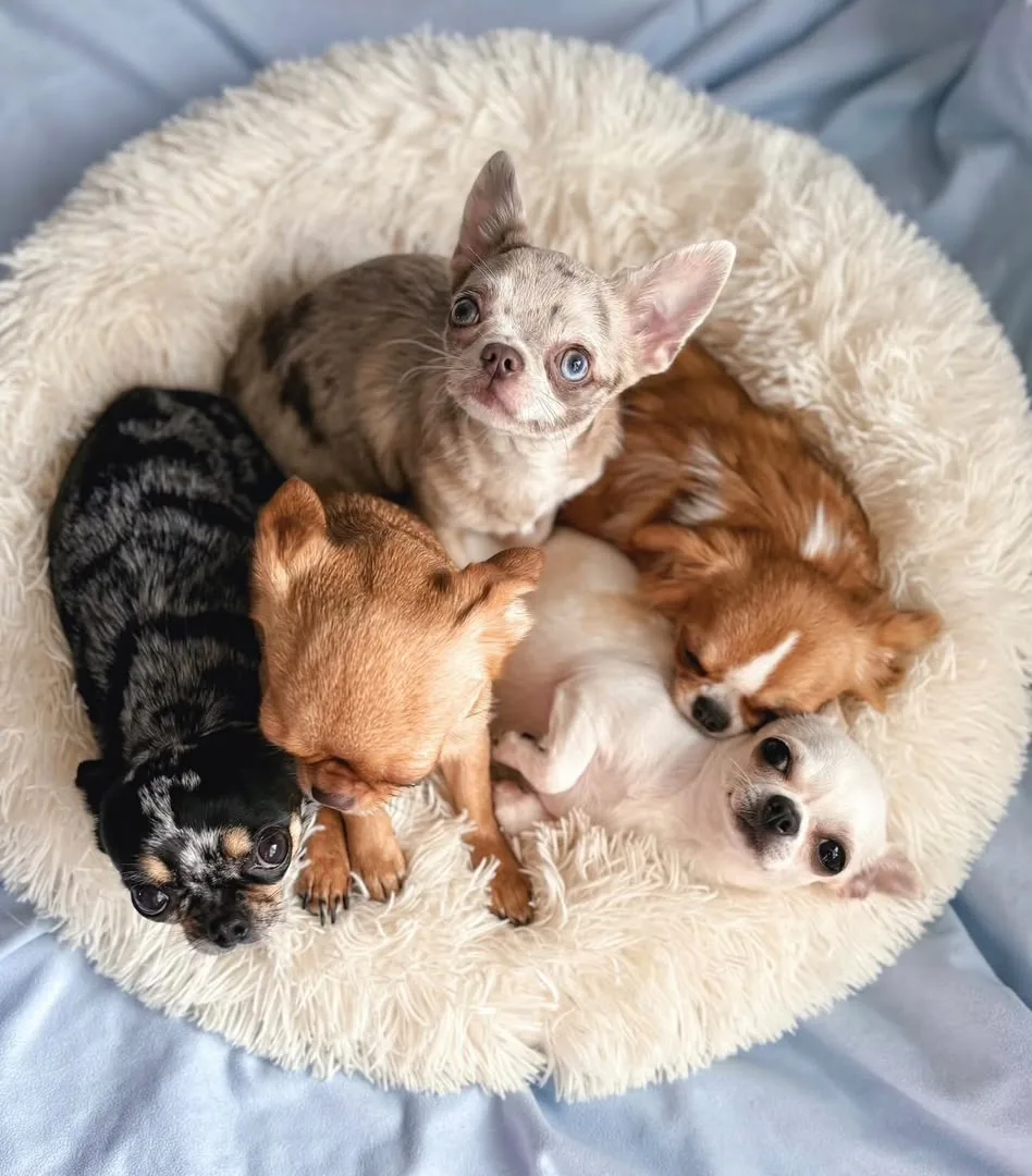 Five tiny chihuahuas curled up together in a soft round bed